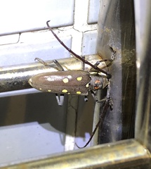 Batocera rubus