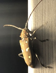 Batocera rubus