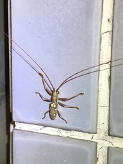 Olenecamptus bilobus