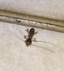 Stenhomalus taiwanus