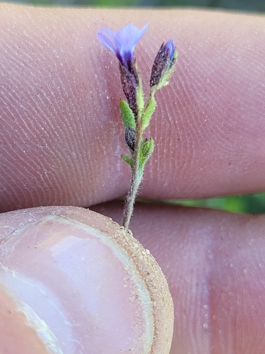 Little gilia (Gilia minor)