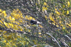 Petroica macrocephala