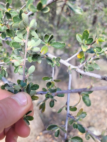 Cercocarpus breviflorus