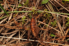 Pleioplectron simplex