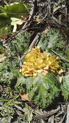 Arctopus monacanthus