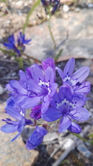 Codonorhiza elandsmontana