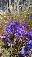 Codonorhiza elandsmontana