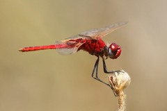 Urothemis assignata