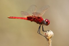 Urothemis assignata