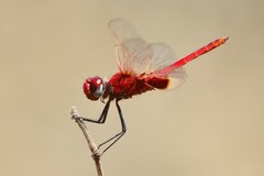 Urothemis assignata