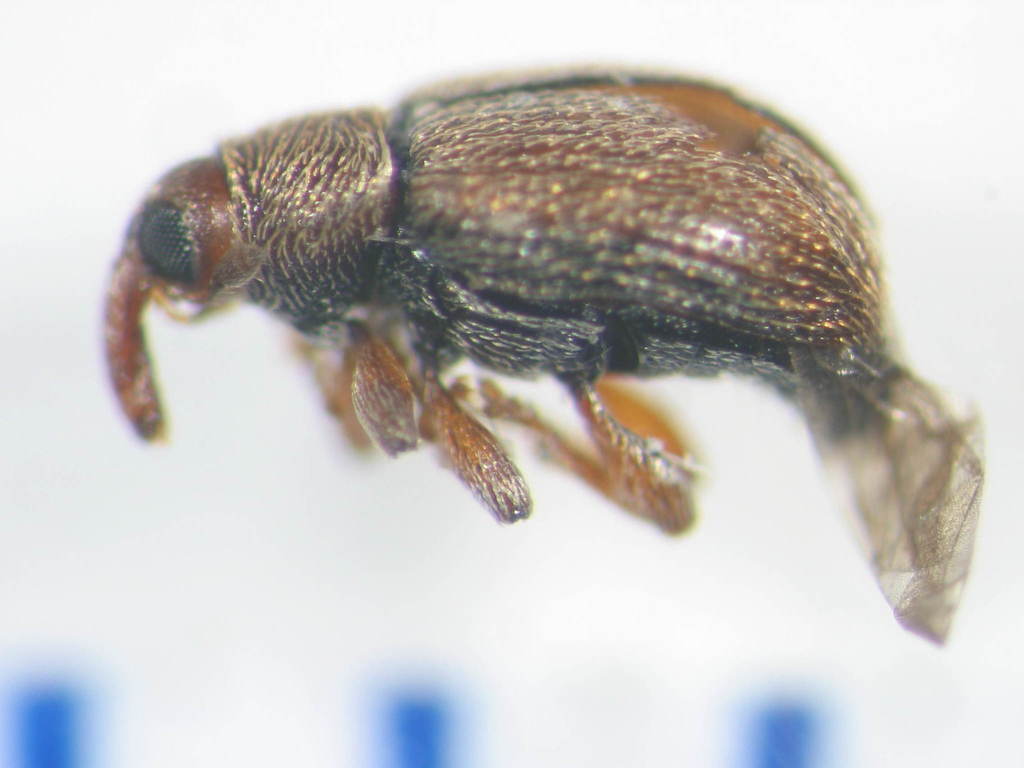 Dyschoenium minutissimum