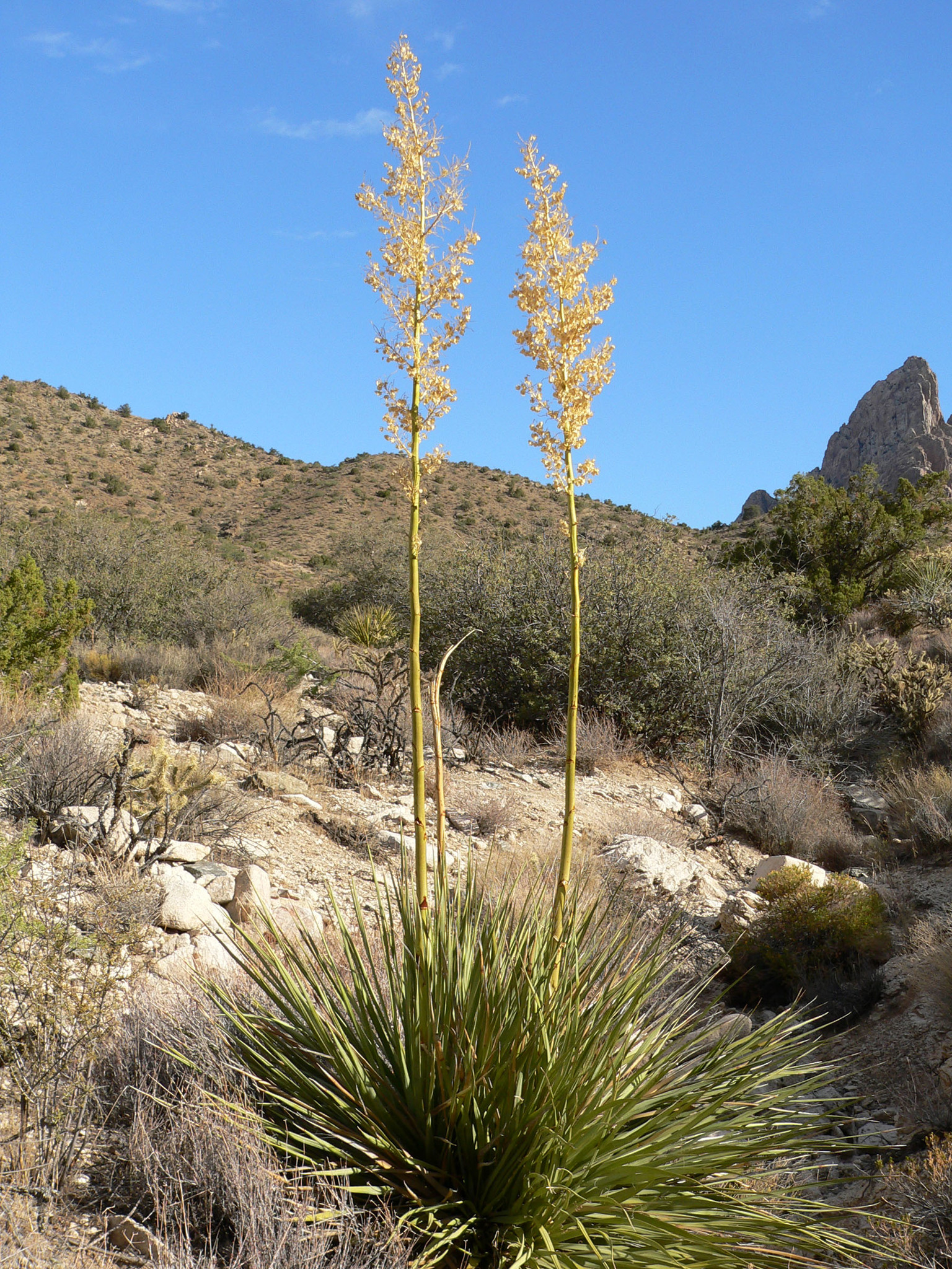 Nolina bigelovii