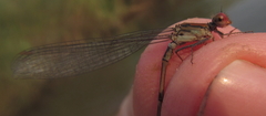 Pseudagrion sjoestedti