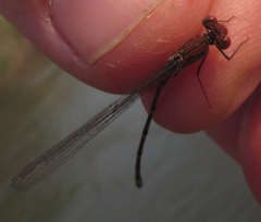 Pseudagrion sjoestedti