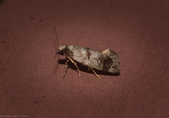 Bathrosterra calotropha
