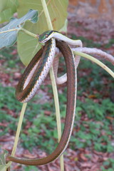 Leptophis mexicanus