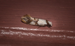 Monopis meliorella