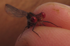 Pseudagrion sjoestedti