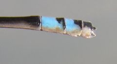 Pseudagrion sjoestedti