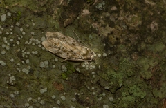 Barea nymphica