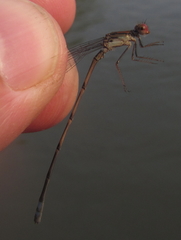Pseudagrion sjoestedti
