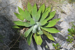 Agave hiemiflora