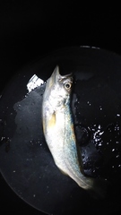 Cynoscion regalis