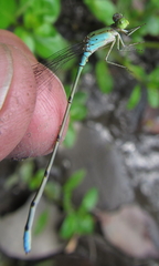 Pseudagrion glaucescens