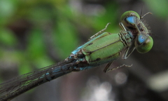 Pseudagrion glaucescens