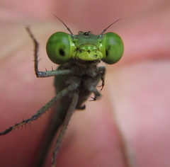 Pseudagrion glaucescens