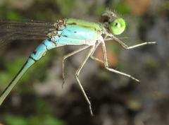 Pseudagrion glaucescens