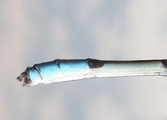 Pseudagrion glaucescens