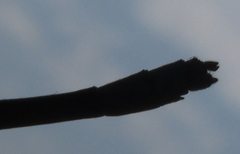 Pseudagrion glaucescens