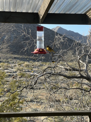 iNaturalist observation photo of Scott's Oriole