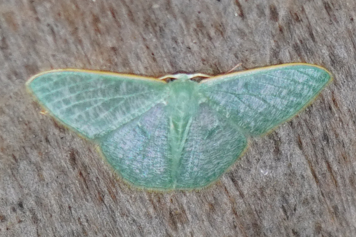 Telotheta muscipunctata