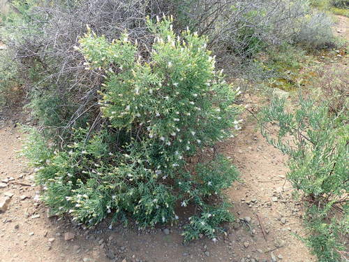 Image of Night Desertfig (Mesembryanthemum noctiflorum) by no rights reserved