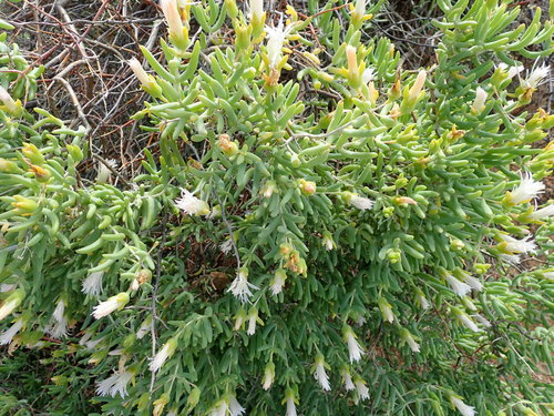Image of Mesembryanthemum noctiflorum by no rights reserved
