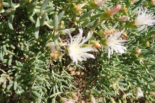 Image of Night Desertfig (Mesembryanthemum noctiflorum) by no rights reserved