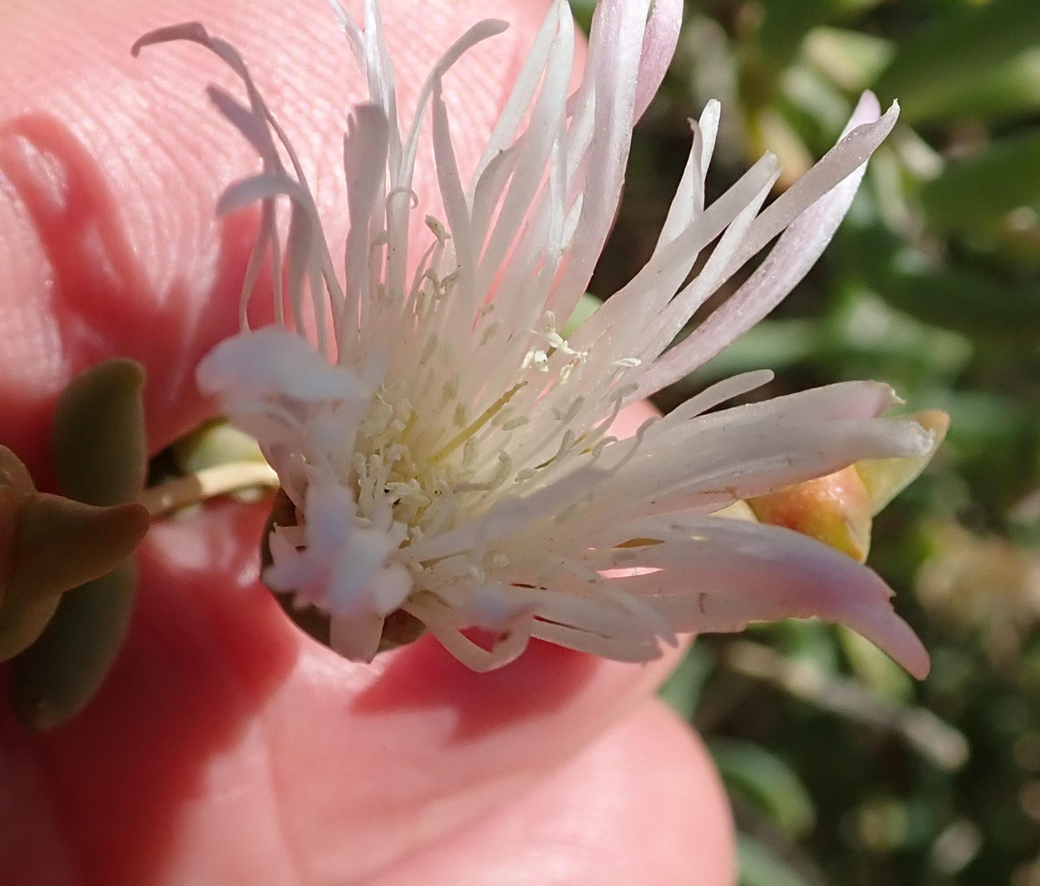 Mesembryanthemum noctiflorum
