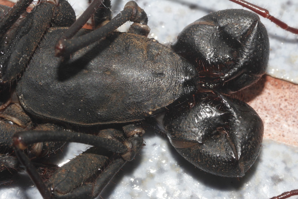 Mastigoproctus cinteotl