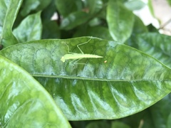 Tropidomantis tenera