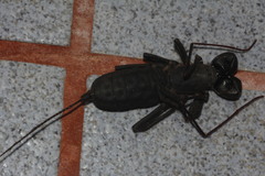 Mastigoproctus cinteotl