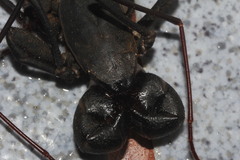 Mastigoproctus cinteotl