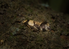 Coesyra hemiphragma