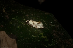 Coesyra hemiphragma