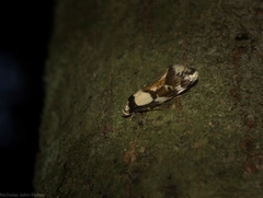 Coesyra hemiphragma
