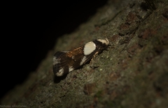 Coesyra hemiphragma