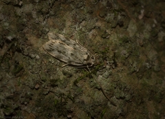 Barea nymphica