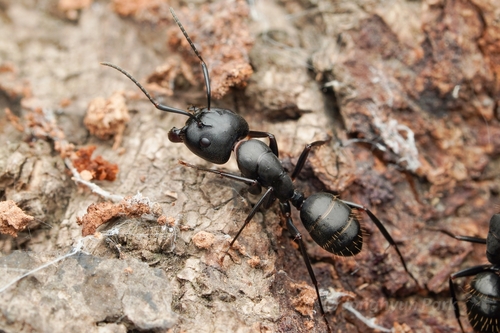 Camponotus concavusCamponotus concavus