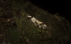 Coesyra hemiphragma